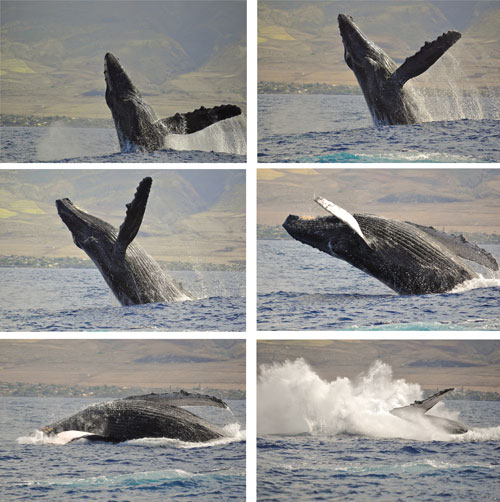 Maui-Humpback-Whales