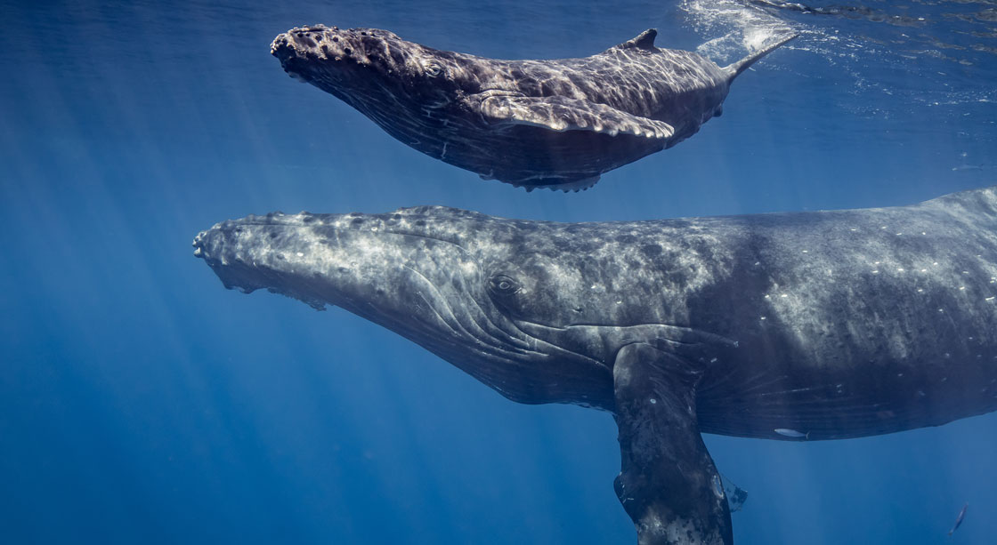 Maui-Whale-Season