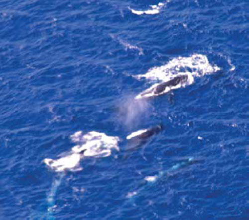 Maui-Whale-Watching-Helicopter-Tour