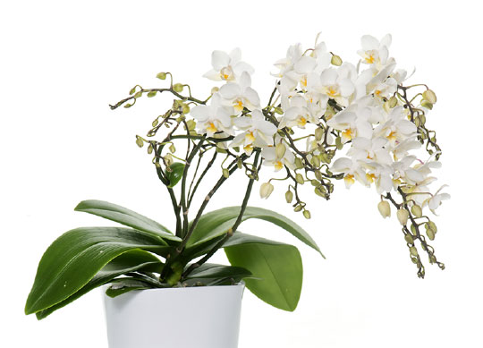 Mother's-Day-Orchids